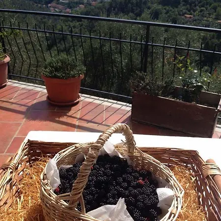 Vakantieboerderij Agriturismo Oliva Azzurra